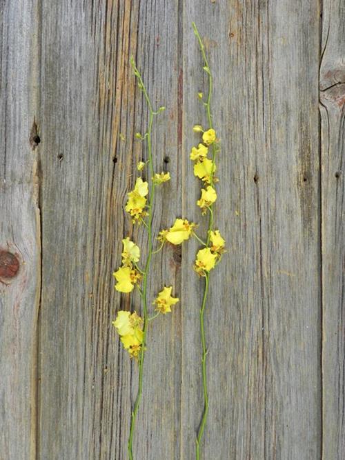 ONCIDIUM YELLOW  YELLOW ORCHIDS